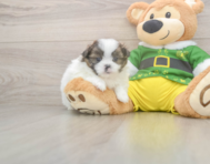 5 week old Shih Pom Puppy For Sale - Lone Star Pups