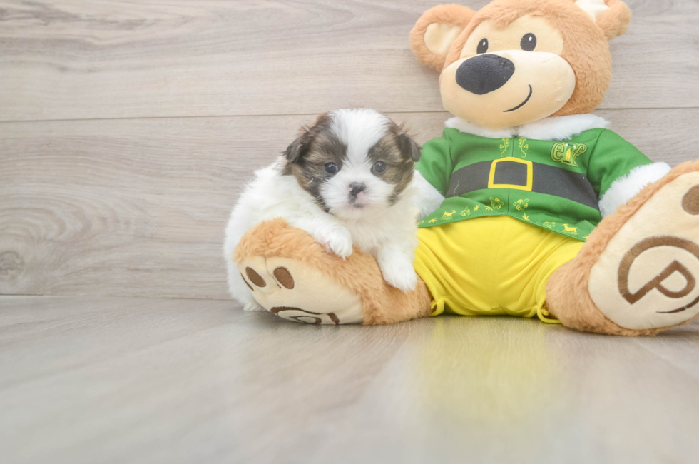 5 week old Shih Pom Puppy For Sale - Lone Star Pups