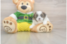 Shih Pom Pup Being Cute