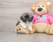 5 week old Shih Pom Puppy For Sale - Lone Star Pups