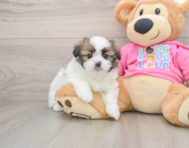 5 week old Shih Pom Puppy For Sale - Lone Star Pups