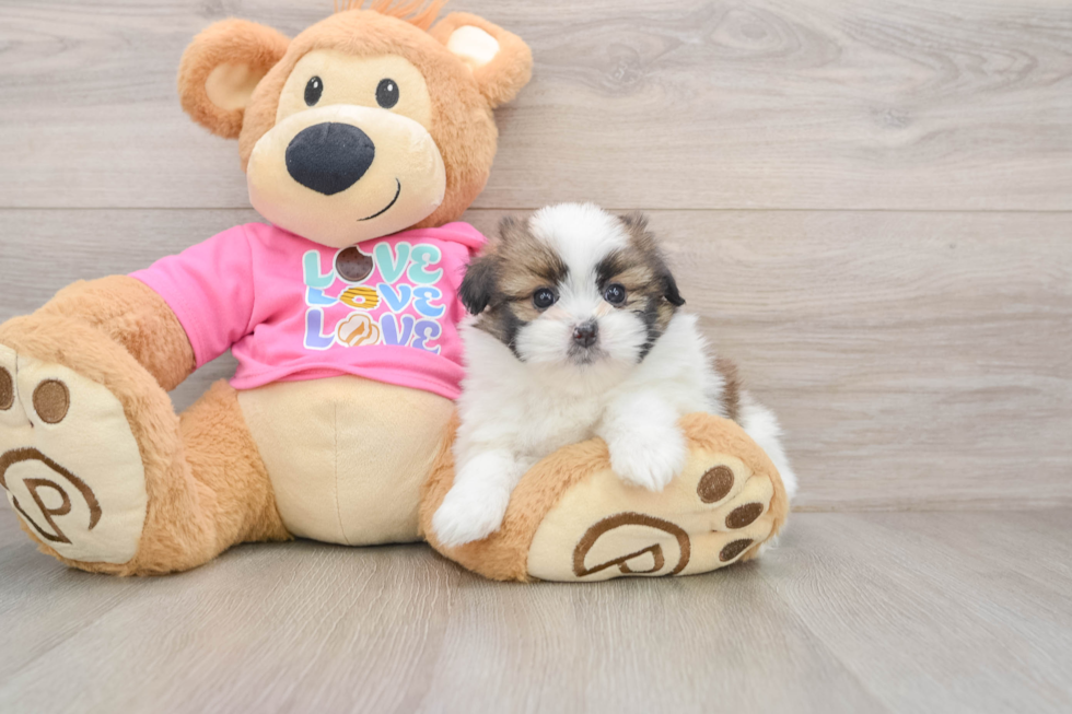 Funny Shih Pom Designer Pup