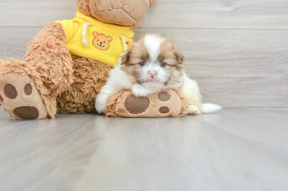 5 week old Shih Pom Puppy For Sale - Lone Star Pups