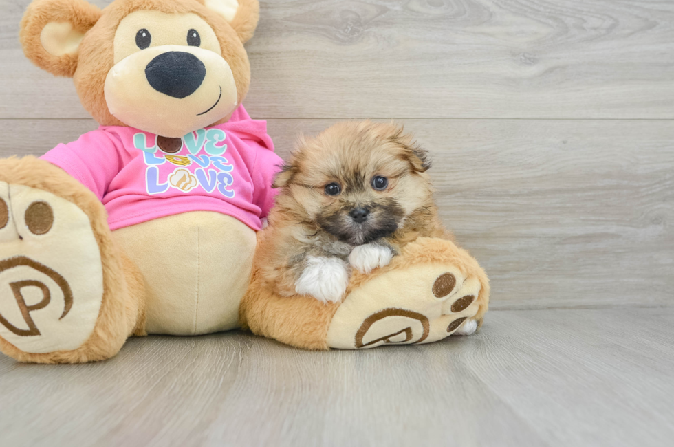 6 week old Shih Pom Puppy For Sale - Lone Star Pups