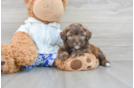 Funny Shih Poo Poodle Mix Pup