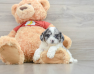 7 week old Shih Poo Puppy For Sale - Lone Star Pups