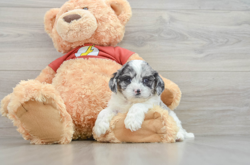 7 week old Shih Poo Puppy For Sale - Lone Star Pups