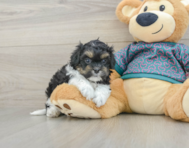 7 week old Shih Poo Puppy For Sale - Lone Star Pups