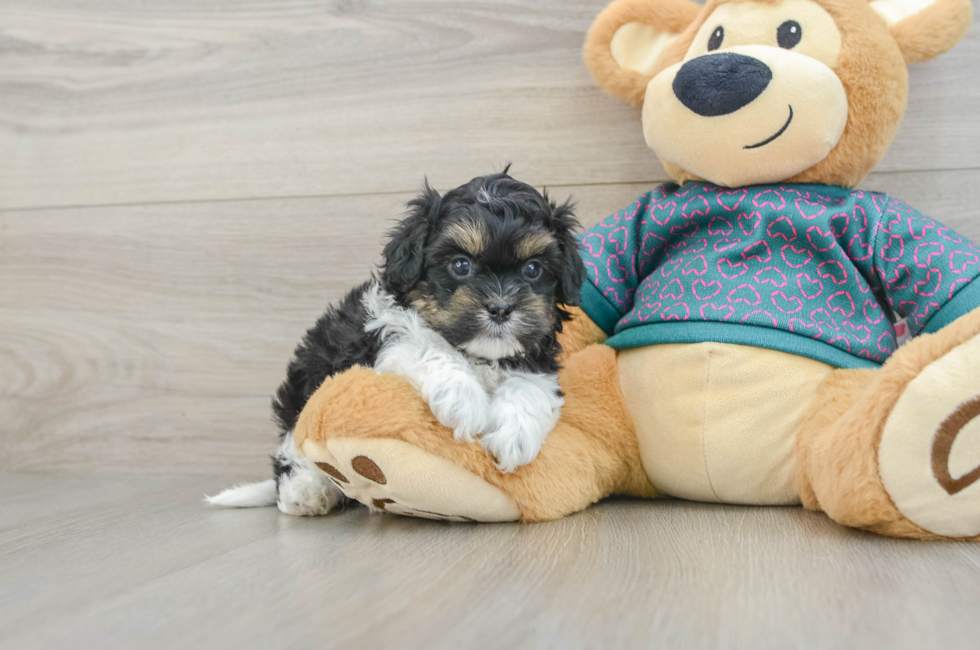 5 week old Shih Poo Puppy For Sale - Lone Star Pups
