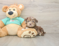 6 week old Shih Poo Puppy For Sale - Lone Star Pups