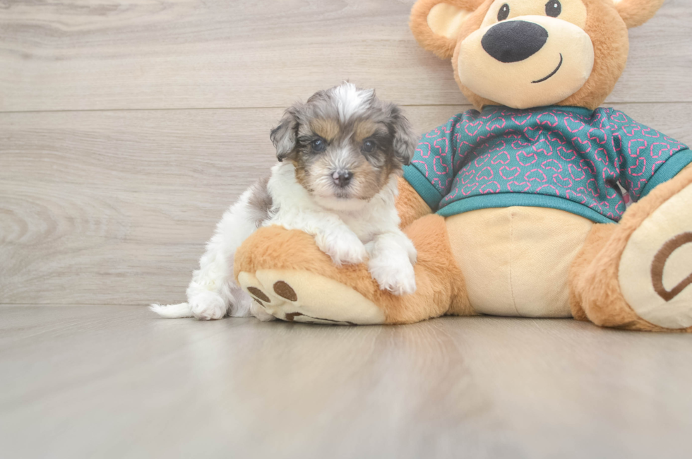 5 week old Shih Poo Puppy For Sale - Lone Star Pups