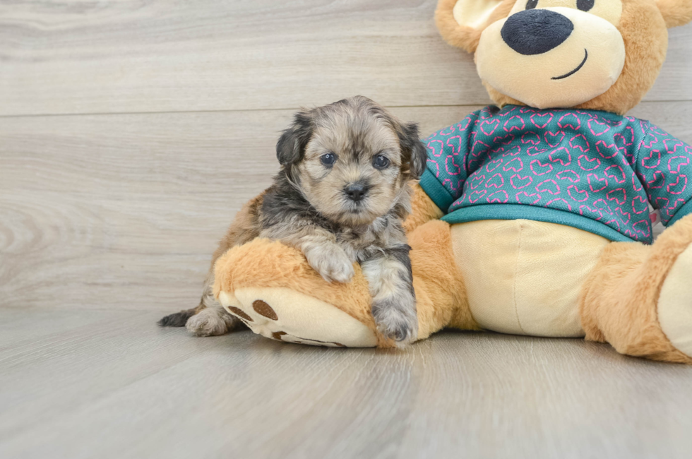 5 week old Shih Poo Puppy For Sale - Lone Star Pups