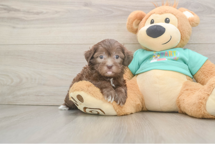 Best Shih Poo Baby