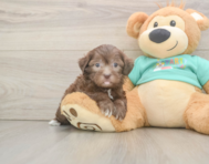 8 week old Shih Poo Puppy For Sale - Lone Star Pups