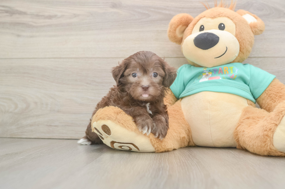 6 week old Shih Poo Puppy For Sale - Lone Star Pups