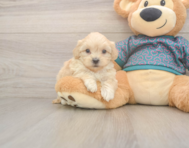 7 week old Shih Poo Puppy For Sale - Lone Star Pups