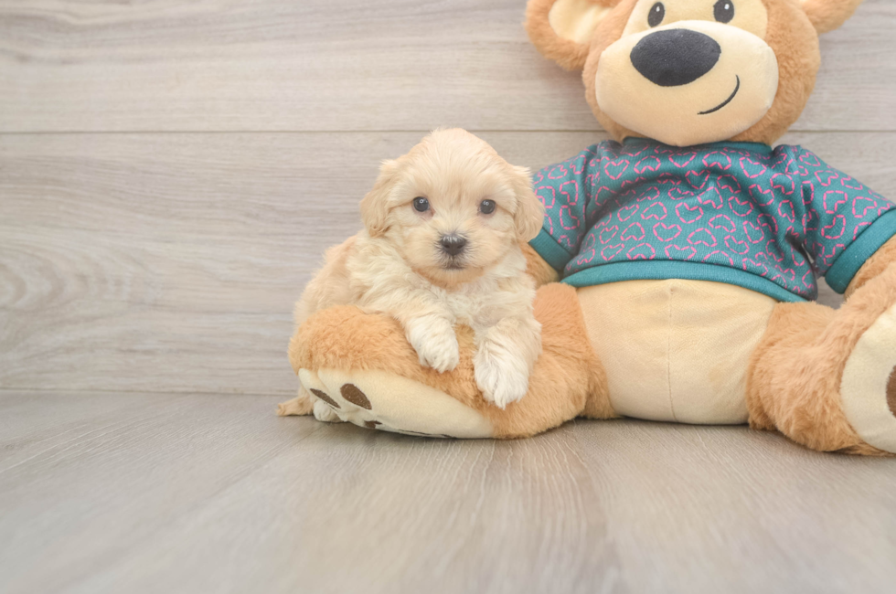 5 week old Shih Poo Puppy For Sale - Lone Star Pups