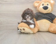 6 week old Shih Poo Puppy For Sale - Lone Star Pups