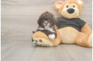 Shih Poo Puppy for Adoption