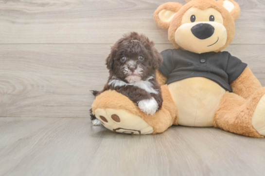 Shih Poo Puppy for Adoption