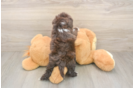 Petite Shih Poo Poodle Mix Pup