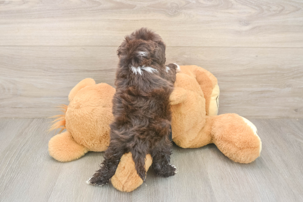 Petite Shih Poo Poodle Mix Pup