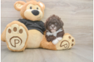 Cute Shih Poo Baby