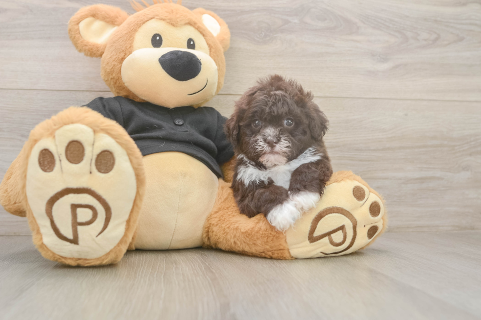Cute Shih Poo Baby