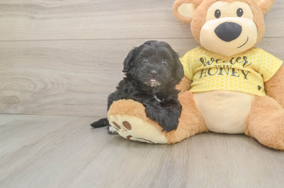 5 week old Shih Poo Puppy For Sale - Lone Star Pups