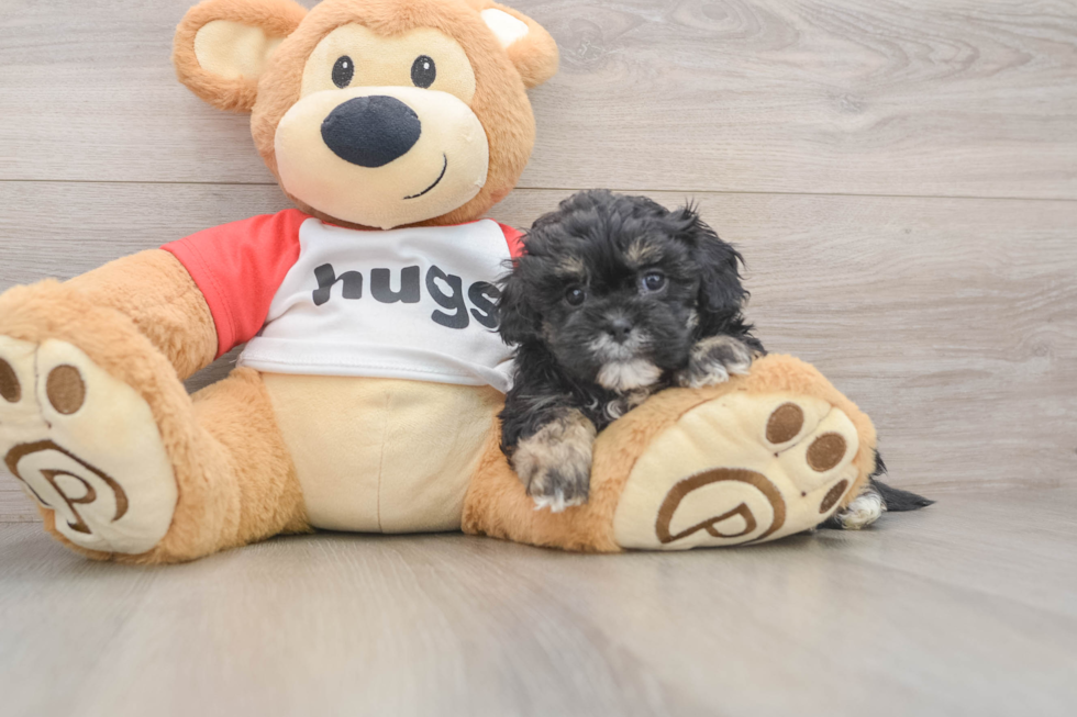 Little Shihpoo Poodle Mix Puppy