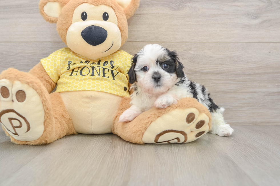 Adorable Shihpoo Poodle Mix Puppy