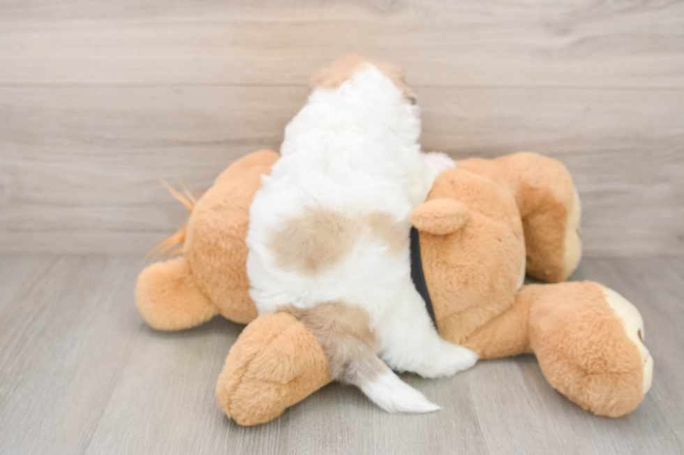 Playful Shih Poo Poodle Mix Puppy