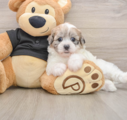 8 week old Shih Poo Puppy For Sale - Lone Star Pups