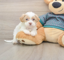 8 week old Shih Poo Puppy For Sale - Lone Star Pups