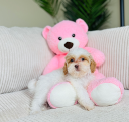 10 week old Shih Poo Puppy For Sale - Lone Star Pups