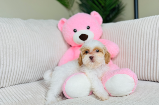 Cute Shih Poo Poodle Mix Pup