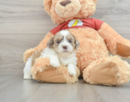 7 week old Shih Poo Puppy For Sale - Lone Star Pups