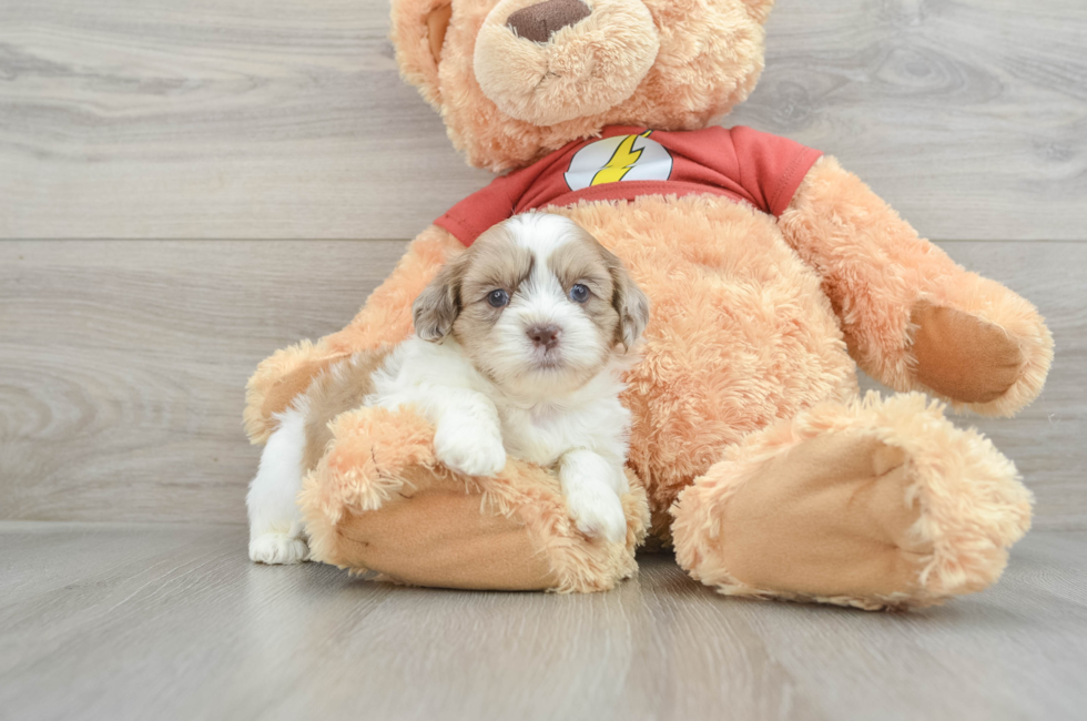 7 week old Shih Poo Puppy For Sale - Lone Star Pups