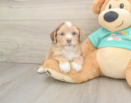 6 week old Shih Poo Puppy For Sale - Lone Star Pups