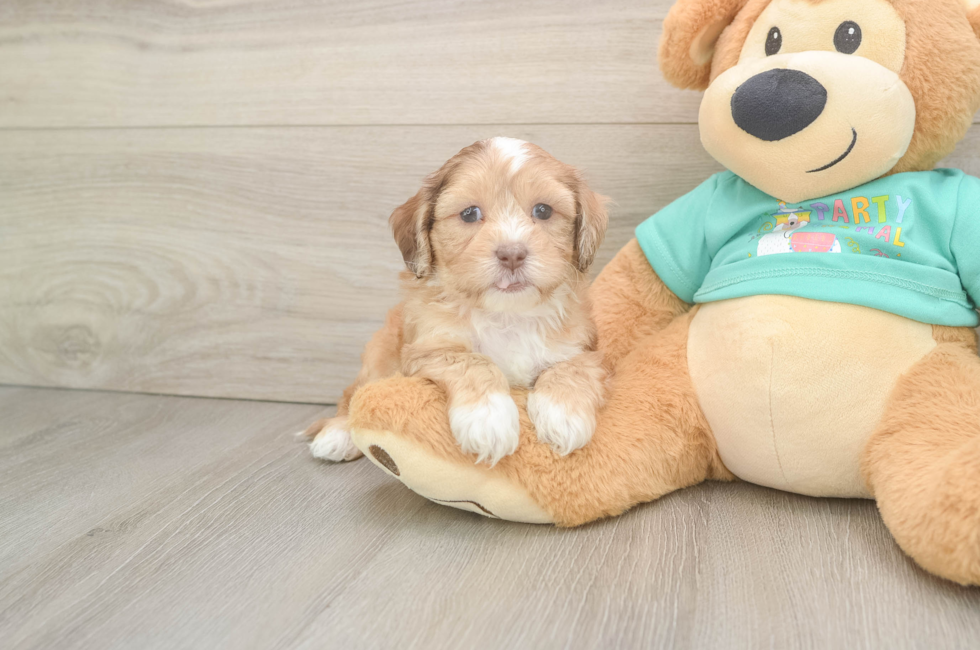6 week old Shih Poo Puppy For Sale - Lone Star Pups