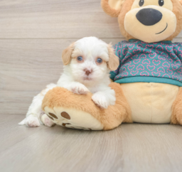 7 week old Shih Poo Puppy For Sale - Lone Star Pups