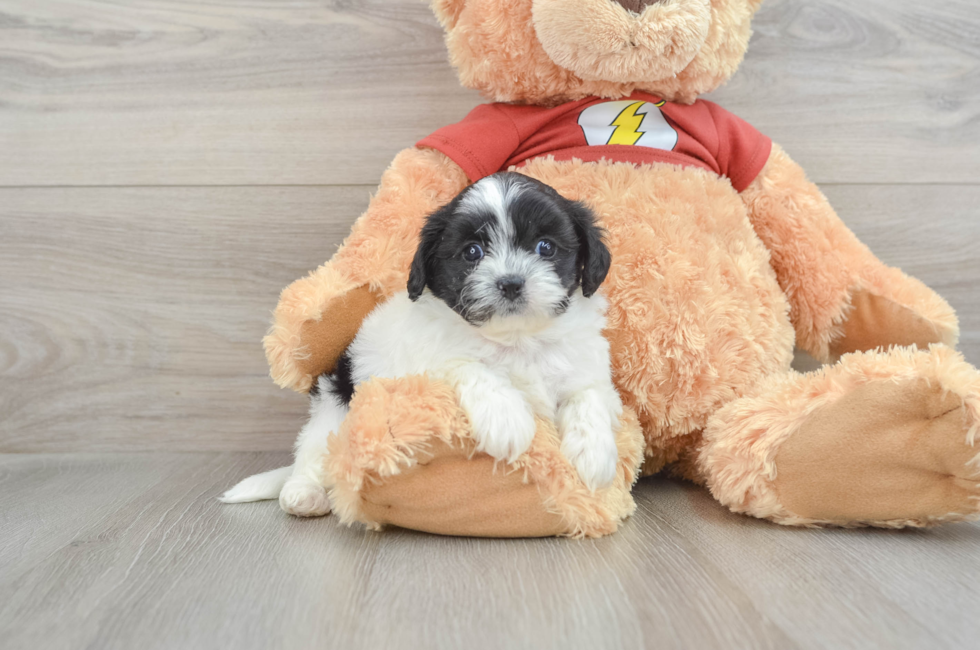 7 week old Shih Poo Puppy For Sale - Lone Star Pups