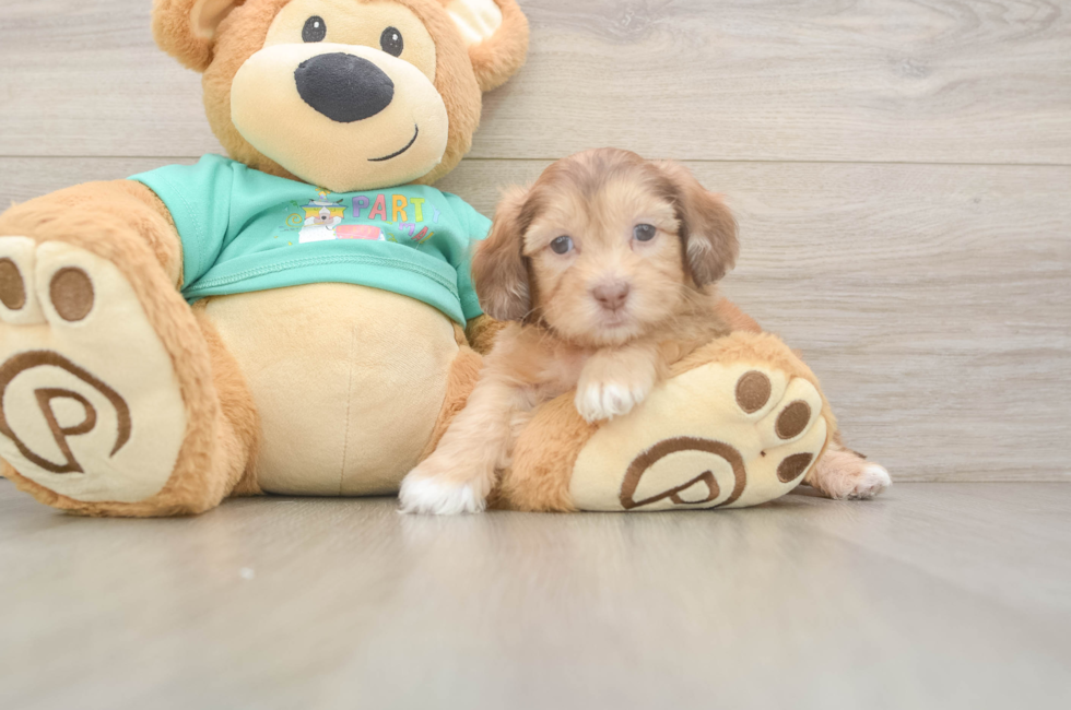6 week old Shih Poo Puppy For Sale - Lone Star Pups