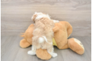 Shih Poo Pup Being Cute