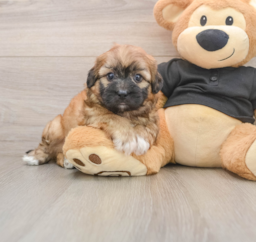 7 week old Shih Poo Puppy For Sale - Lone Star Pups