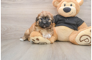 Best Shih Poo Baby