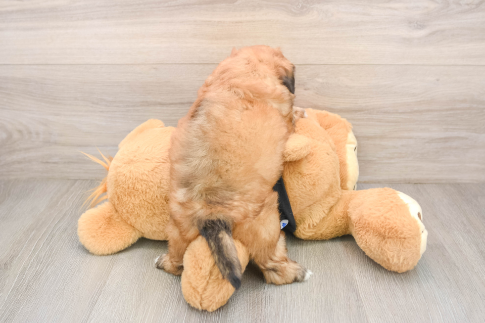 Funny Shih Poo Poodle Mix Pup