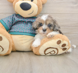 7 week old Shih Poo Puppy For Sale - Lone Star Pups