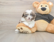 6 week old Shih Poo Puppy For Sale - Lone Star Pups