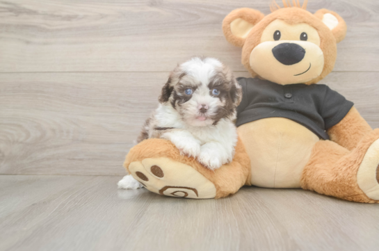 Shih Poo Puppy for Adoption